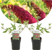 Plant in a Box - Set de 2 Buddleja ' Royal Red' - Arbre aux papillons rouge rustique - Pot ⌀17 cm - Hauteur ↕ 25-40cm