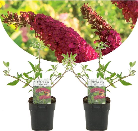 Plant in a Box - Set van 2 Buddleja 'Royal Red' - Winterharde rode vlinderstruik - Pot ⌀17cm - Hoogte ↕ 25-40cm