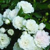 2x Rosa 'White Fairy' - Bodembedekkende roos in pot C1,3