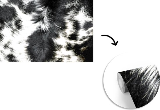 Papier peint Papier peint photo en vinyle - La peau de vache d'une vache longicorne largeur 525 cm x hauteur 350 cm - Tirage photo sur papier peint (disponible en 7 tailles)