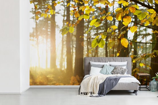 Papier peint photo vinyle - Le soleil d'automne brille sur les arbres largeur 360 cm x hauteur 240 cm - Tirage photo sur papier peint (disponible en 7 tailles)