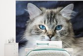 Behang - Fotobehang Close-up een Ragdoll kat - Breedte 275 cm x hoogte 220 cm