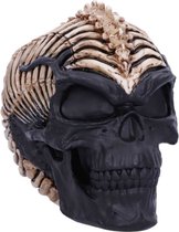 Nemesis Now Beeld/figuur Spine Head Skull Schedel Zwart/Creme