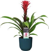 Decorum Guzmania Hope in ELHO ® Vibes Fold Rond (diepblauw) – ↨ 45cm – ⌀ 14cm