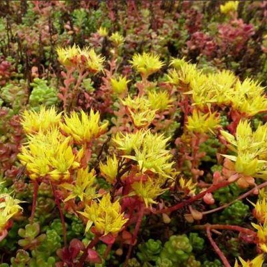 Sedum oreganum met kleine gele bloemen en roze stengels.