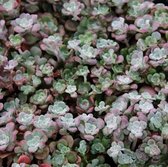 6x Sedum spathulifolium ‘Purpureum’ - Vetkruid - Pot 9x9 cm