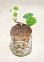 Stephania Erecta Knol Incl. Pot met steentjes Zeldzame Plant