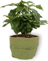 Kamerplant Coffea Arabica – Koffieplant - ± cm hoog – 12 cm diameter - in groene sierzak