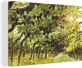 Canvas Schilderij Druiven in een wijngaard - 30x20 cm - Wanddecoratie