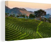 Plantation de thé en Thaïlande 140x90 cm - Tirage photo sur toile (Décoration murale salon / chambre)