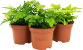 Gemengde Varens  3x  Ø 8cm  Terrarium Planten