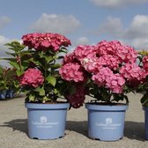 1x Hydrangea macrophylla 'Endless Summer® SUMMER LOVE'- Hortensia - Planthoogte 25-30 cm in pot