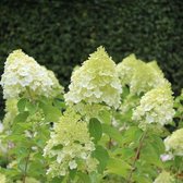 1x Hydrangea paniculata 'Polar Bear'® - Hortensia - Planthoogte 30-40 cm in pot