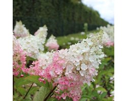 1x Hydrangea paniculata 'Pinky Winky'® - Hortensia - Planthoogte 30-40 cm in pot