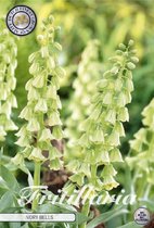 5 x Fritillaria | Ivory Bells