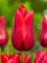 250x Tulpen 'Red shine'  bloembollen met bloeigarantie