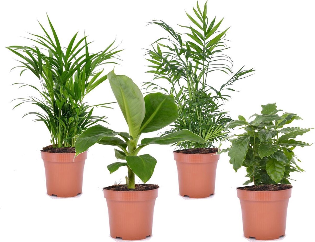 Plant in a Box - Trendy Indoor - Mix van kamerplanten - Pot 12cm - Hoogte  25-40cm | bol.com