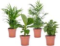 Plant in a Box - Mix van 4 Trendy Kamerplanten - Pot ⌀12cm - Hoogte ↕ 25-40cm - Areca palm - Chamaedorea palmen - Musa Bananenplant - Coffea Koffieplantje