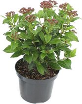 Lauriersneeuwbal - Viburnum tinus 'Eve Price' - sterke winterharde tuinplant - potmaat 17cm - 30-35cm hoog