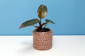Philodendron Pink Princess - Baby - D6 cm - H12 cm