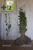 25 stuks | Haagbeuk Blote wortel 80-100 cm Extra kwaliteit | Inclusief wortelbevordering ROOTGROW 150g (voor een optimale groei) | Carpinus betulus