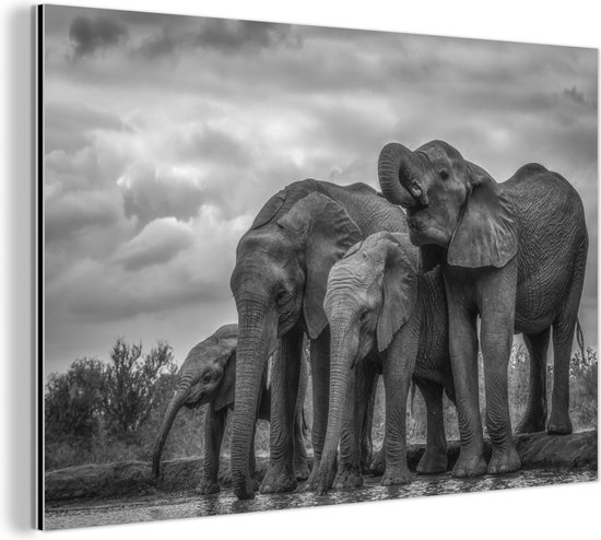 Wanddecoratie Metaal - Aluminium Schilderij Industrieel - Olifant - Dieren - Water - Zwart wit - 90x60 cm - Dibond - Foto op aluminium - Industriële muurdecoratie - Voor de woonkamer/slaapkamer