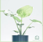 Alocasia Cucullata - Olifantsoor - kamerplanten - pot 12 cm - hoogte 30 cm