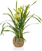 Orchidee – Cymbidium – 95cm hoog – Plant in pot - geel