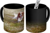 Magische Mok - Foto op Warmte Mok - Een vrouwelijke Cavalier King Charles-spaniël in het gras - 350 ML