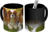 Magische Mok - Foto op Warmte Mok - Drie Cavalier King Charles-spaniël naast elkaar - 350 ML