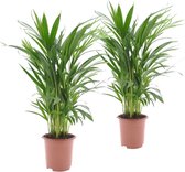 Plant in a Box - Dypsis Lutescens Areca palmen - Set van 2 - Pot 17cm - Hoogte 60-70cm - Kamerplanten - Goudpalm - Luchtzuiverend