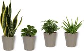 Set van 4 Kamerplanten - Aloe Vera & Peperomia Green Gold & Coffea Arabica & Sansevieria Superba - ± 25cm hoog - 12cm diameter - in zilveren metallic look pot