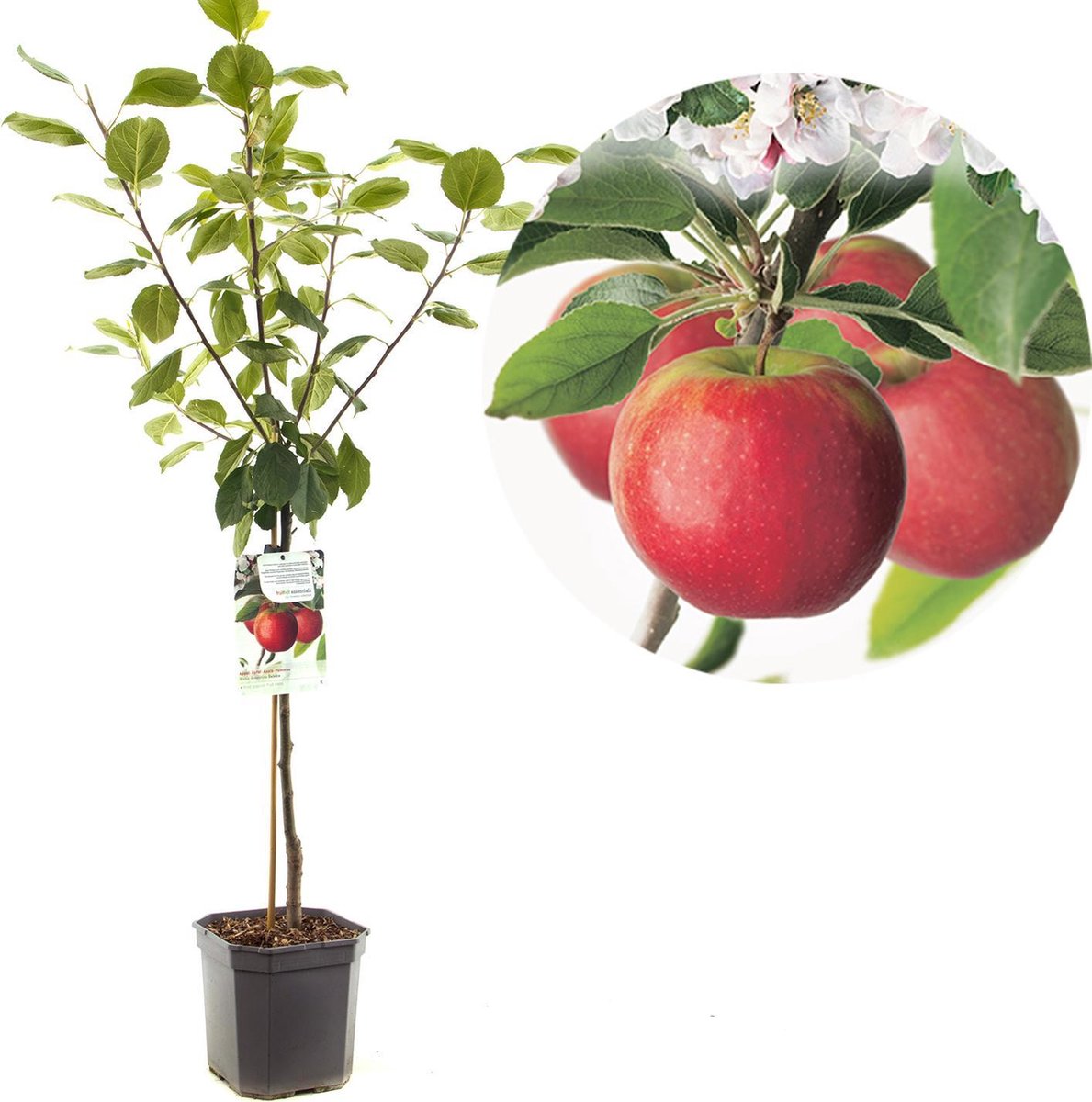 Malus domestica Selena | rode appel met zoet wit vruchtvlees | laagstam