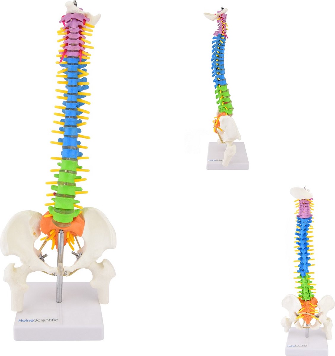 Het menselijk lichaam - anatomie model wervelkolom, didactisch, 40 cm