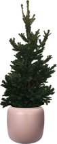 Hellogreen Kamerplant - Echte Kleine Kerstboom - Picea Abies Will's Zwerg - Dwergconifeer - 90 cm - ELHO Pebble Pink
