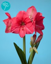 Amaryllis Hercules - ROZE - 3 Jumbo bollen in pakket - bolmaat 36/40 - Season of Amaryllis - Cadeautip - Bloembol voor binnen