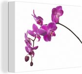 Canvas Schilderij Orchidee tegen witte achtergrond - 80x60 cm - Wanddecoratie
