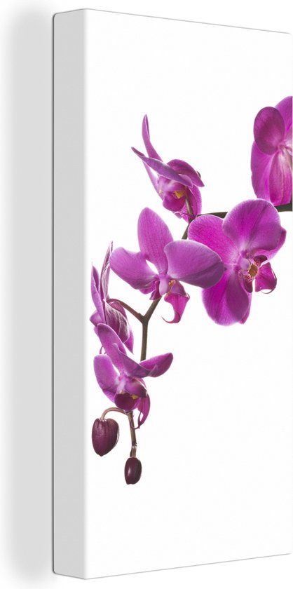 Canvas Schilderij Orchidee tegen witte achtergrond - 40x80 cm - Wanddecoratie