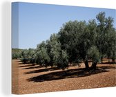 Canvas Schilderij De olijfbomen in Spanje - 60x40 cm - Wanddecoratie