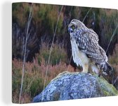 Tableau sur toile Hibou des marais regardant depuis une pierre - 40x30 cm - Décoration murale