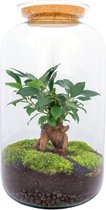 Terrarium - Sven bonsai - ↑ 43 cm - Ecosysteem plant - Kamerplanten - DIY planten terrarium - Mini ecosysteem