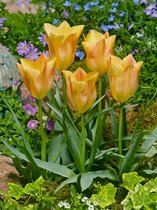 80x Tulpen 'Batalinii bright gem'  bloembollen met bloeigarantie