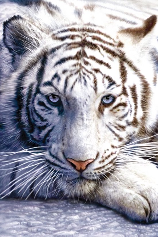 Pyramid - White Tiger Maxi Poster