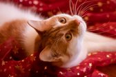 Kerstkaarten met dieren - katten - Stichting Dierennood - serie 2022