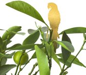 Plant 'n Bak - Plantenhanger - Papegaai - Koper