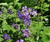 6 x  Geranium 'Philippe Vapelle' - OOIEVAARSBEK - pot 9 x 9 cm