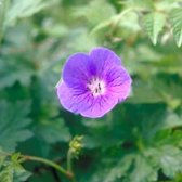 6 x Geranium himalayense - OOIEVAARSBEK - pot 9 x 9 cm