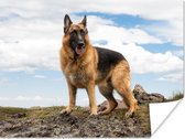Poster Duitse herdershond op een berg - 120x90 cm