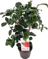 Japanse roos - Camellia japonica - rood - bladhoudend - ca. 50cm hoog - potmaat 15cm