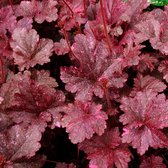 Heuchera 'Midnight Rose' - Purperklokje - Planthoogte: 10-15 cm - Pot Ø 14 cm (1,5 liter)